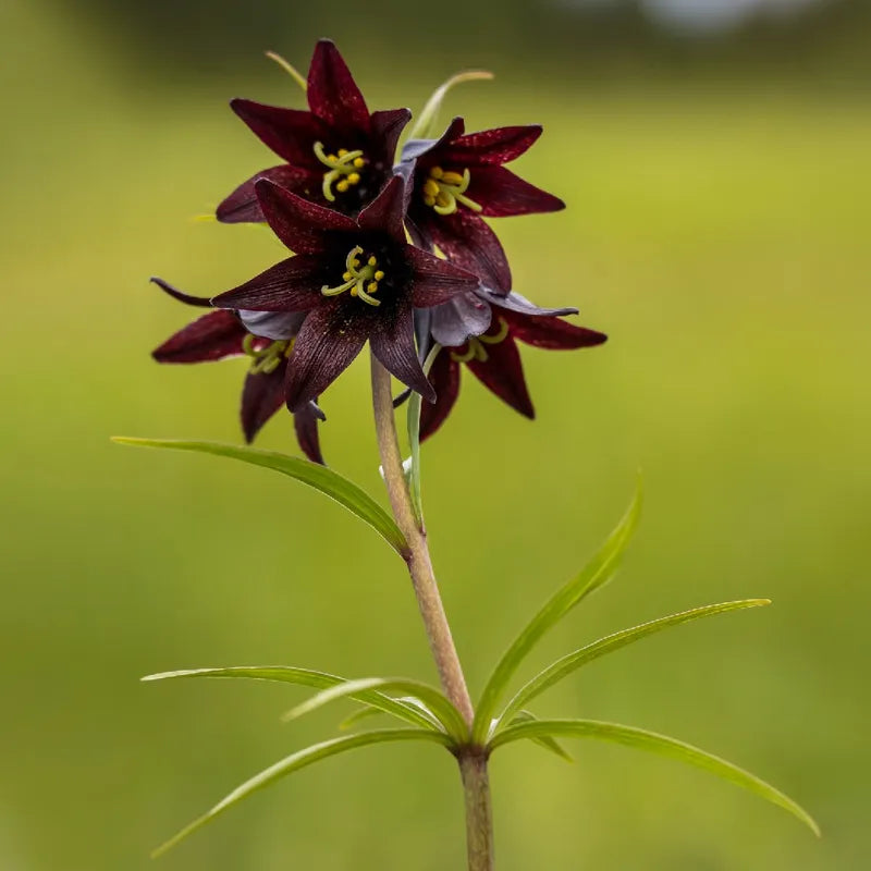 Chocolate Lilly Flower seeds for Planting - Easy to Grow, Heirloom & GMO Free Seeds for Home Garden