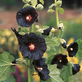 Black Hollyhock Flower seeds for Planting - Pollinator Friendly, Heirloom & GMO Free Seeds for Home Garden