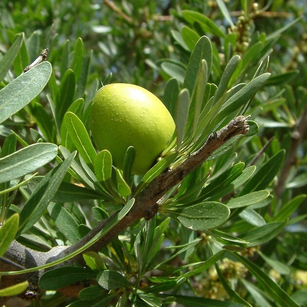 Argan Tree Seeds for Planting in Morocco