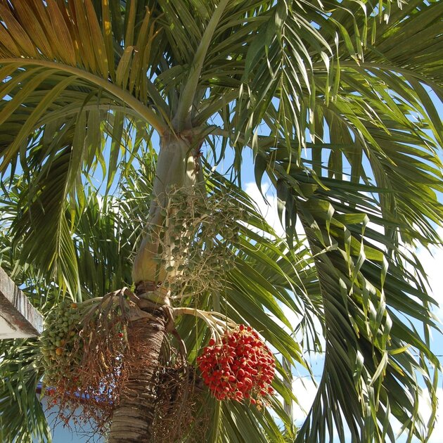 Veitchia Merrillii Fruit Seeds for Tropical Planting - Grow Your Own Majestic Palm