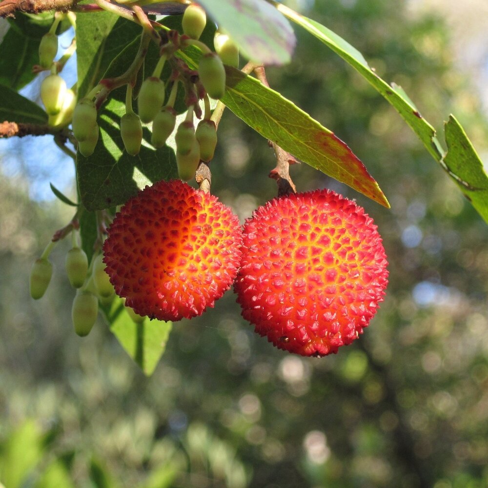 Arbutus Seeds: Planting for a Bountiful Berry Harvest