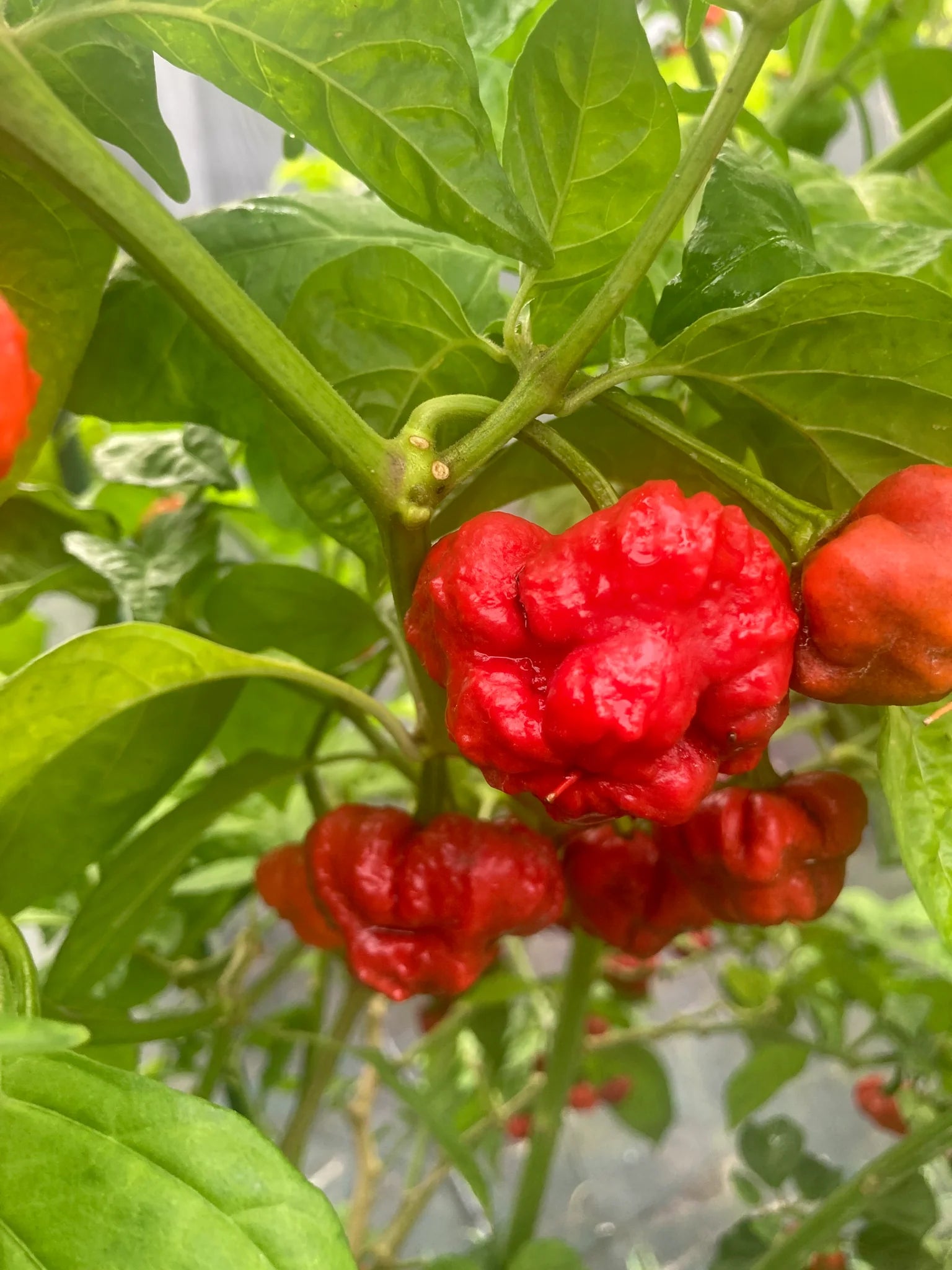 Red Bonnet Vegetable Seeds for Easy Planting