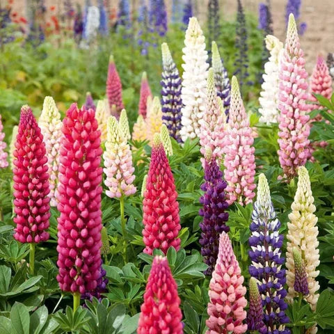 Maroon Lupine Flower seeds for Planting - Wildflower Mix, Heirloom & GMO Free Seeds for Home Garden