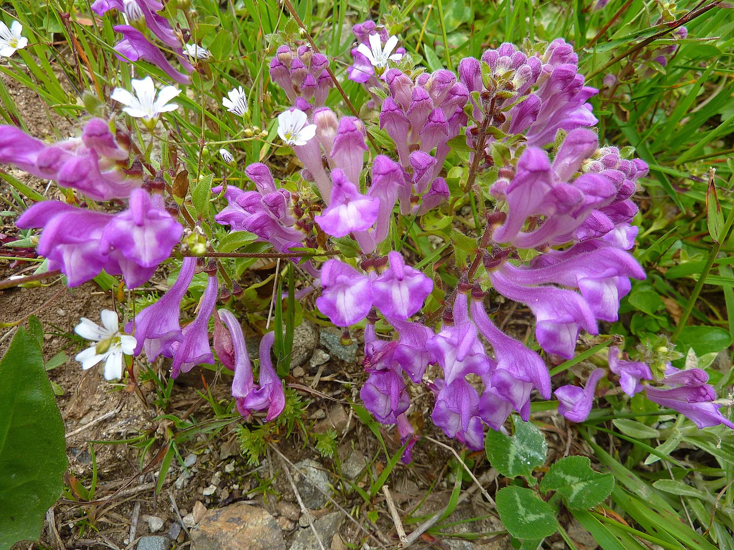 Purple Scutellaria Flower seeds for Planting - Cottage Garden Essential, Heirloom & GMO Free Seeds for Home Garden