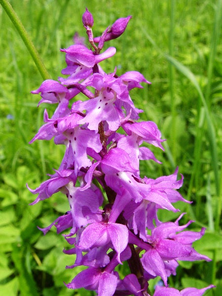 Mascula Flower seeds for Planting - Garden Favorite, Heirloom & GMO Free Seeds for Home Garden