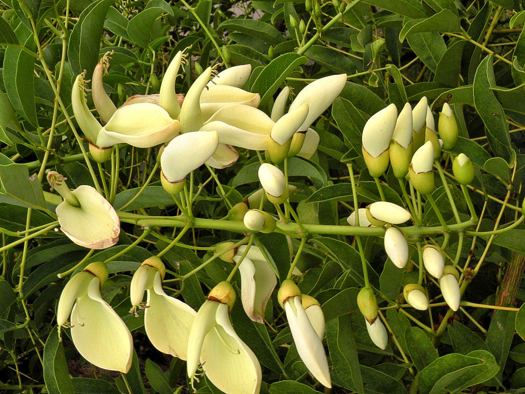 White Erythrina Crista Galli Flower seeds for Planting - Cut Flower Favorite, Heirloom & GMO Free Seeds for Home Garden
