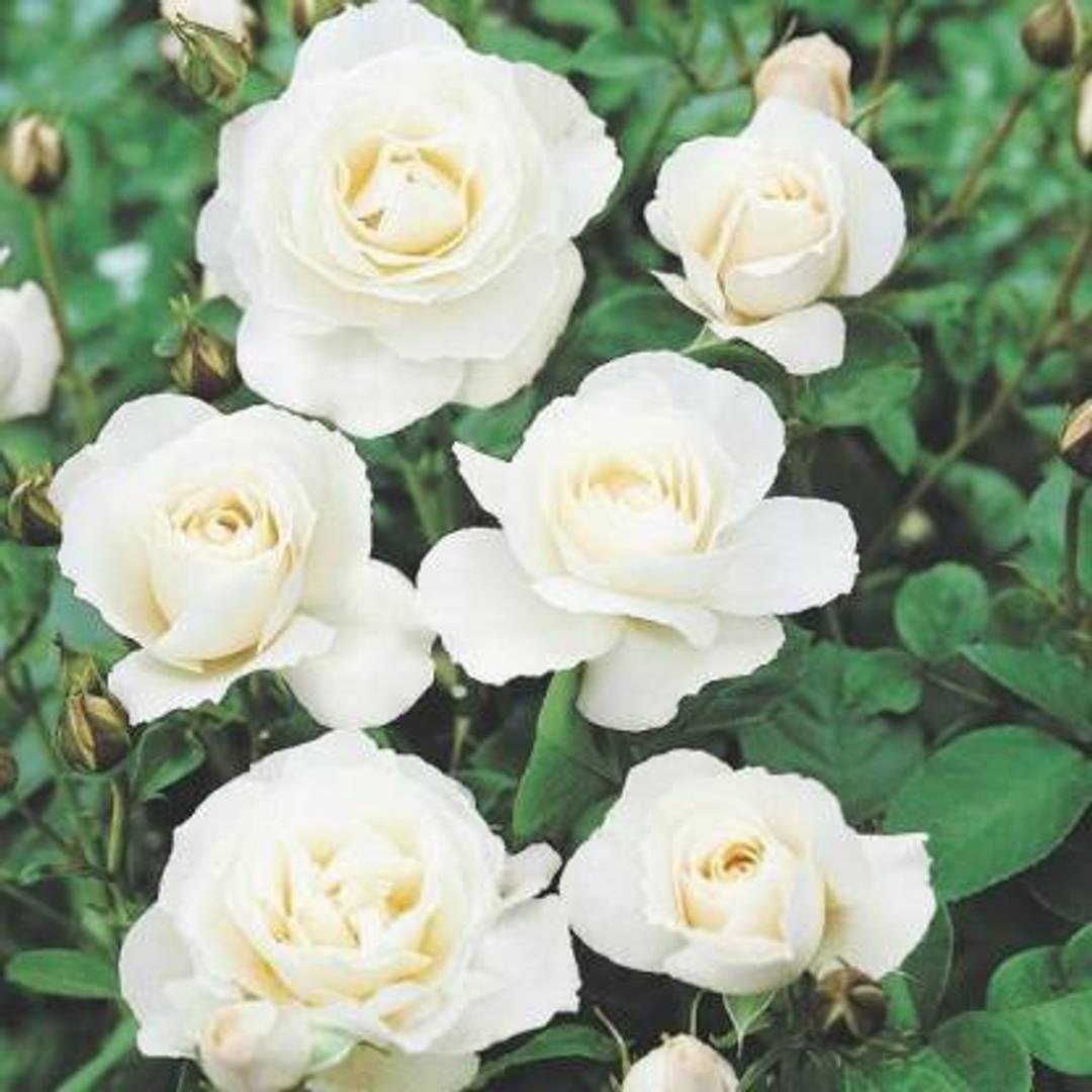 Green Iceberg Flower seeds for Planting - Cottage Garden Essential, Heirloom & GMO Free Seeds for Home Garden