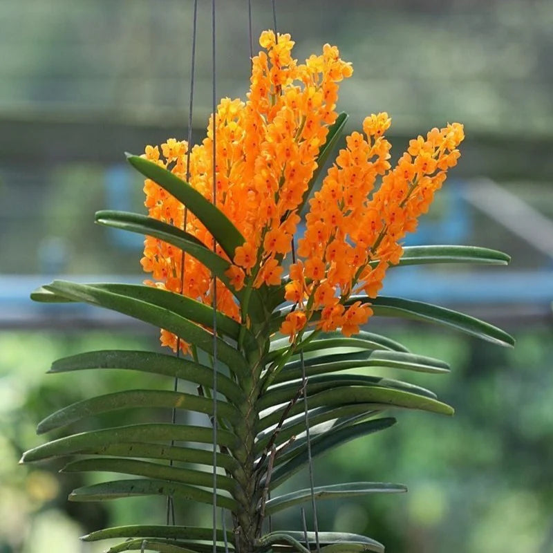 Light Yellow Ascocentrum Flower seeds for Planting - Hardy Variety, Heirloom & GMO Free Seeds for Home Garden
