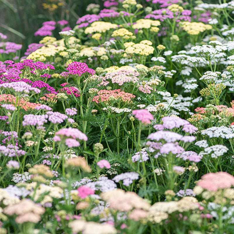Heirloom Yarrow Achillea Flower seeds for Planting Colorful Display Heirloom & GMO Free Seeds for Home Garden