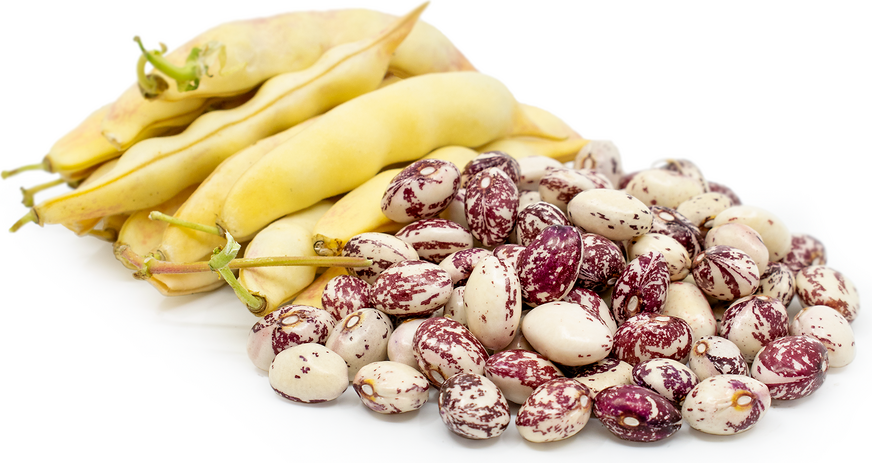 Pink & White Pinto Bean Seeds for Planting