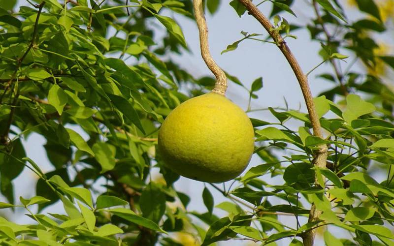 Green Aegle Marmelos Seeds for Planting
