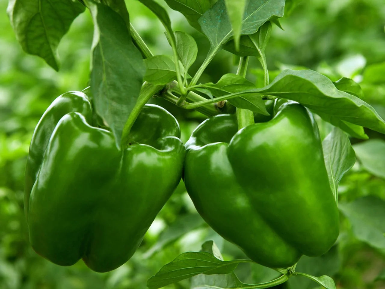 Pepper Vegetable Seeds for Planting