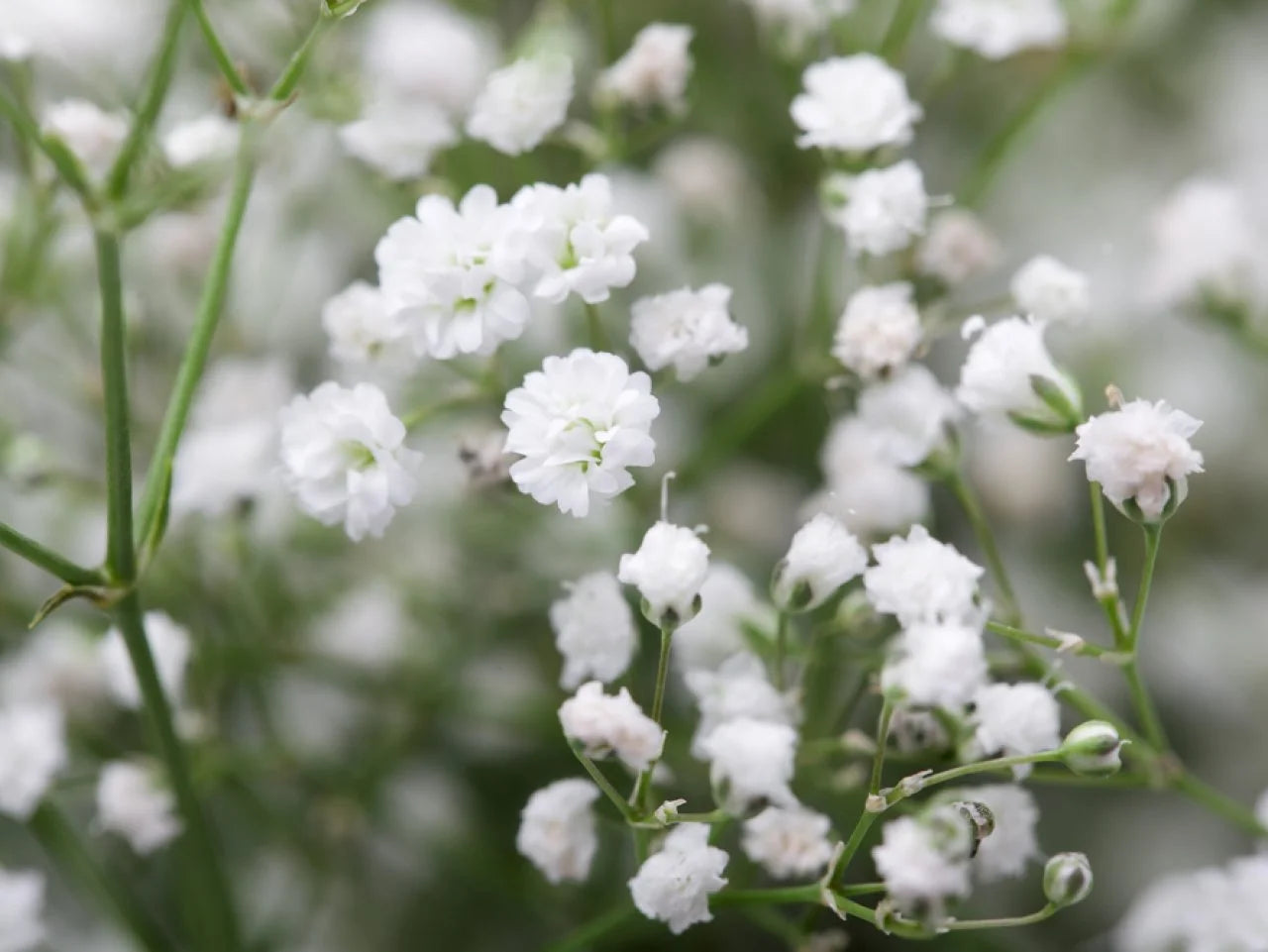 White Gypsophila Seeds for Planting  Seed for Creating Elegant White Florals in Your Garden - Evergrowseeds