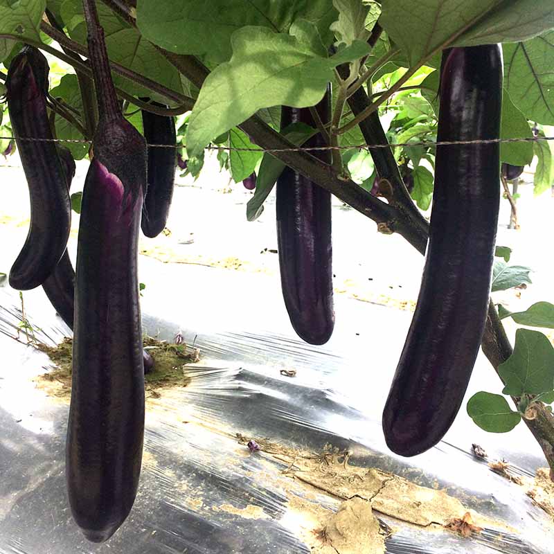Black Cucumber Vegetable Planting Seeds  Perfect for Your Garden