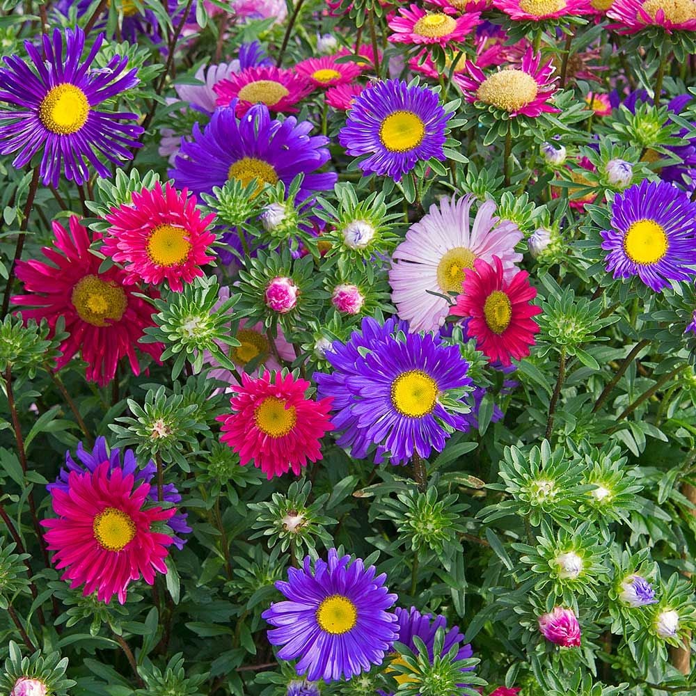 Callistephus Flower seeds for Planting Fragrant Blossoms Heirloom & GMO Free Seeds for Home Garden