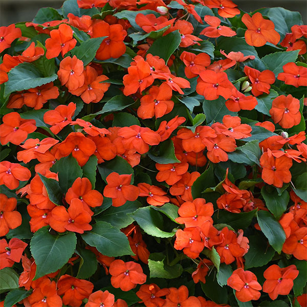 Orange Impatiens Flower seeds for Planting - Bright Blooms, Heirloom & GMO Free Seeds for Home Garden