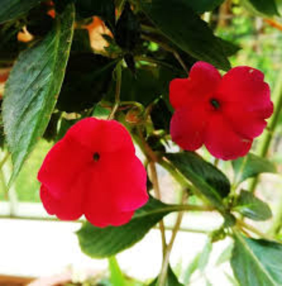 Walleriana Flower Seeds - Premium Hardy Blooms For Vibrant Gardens