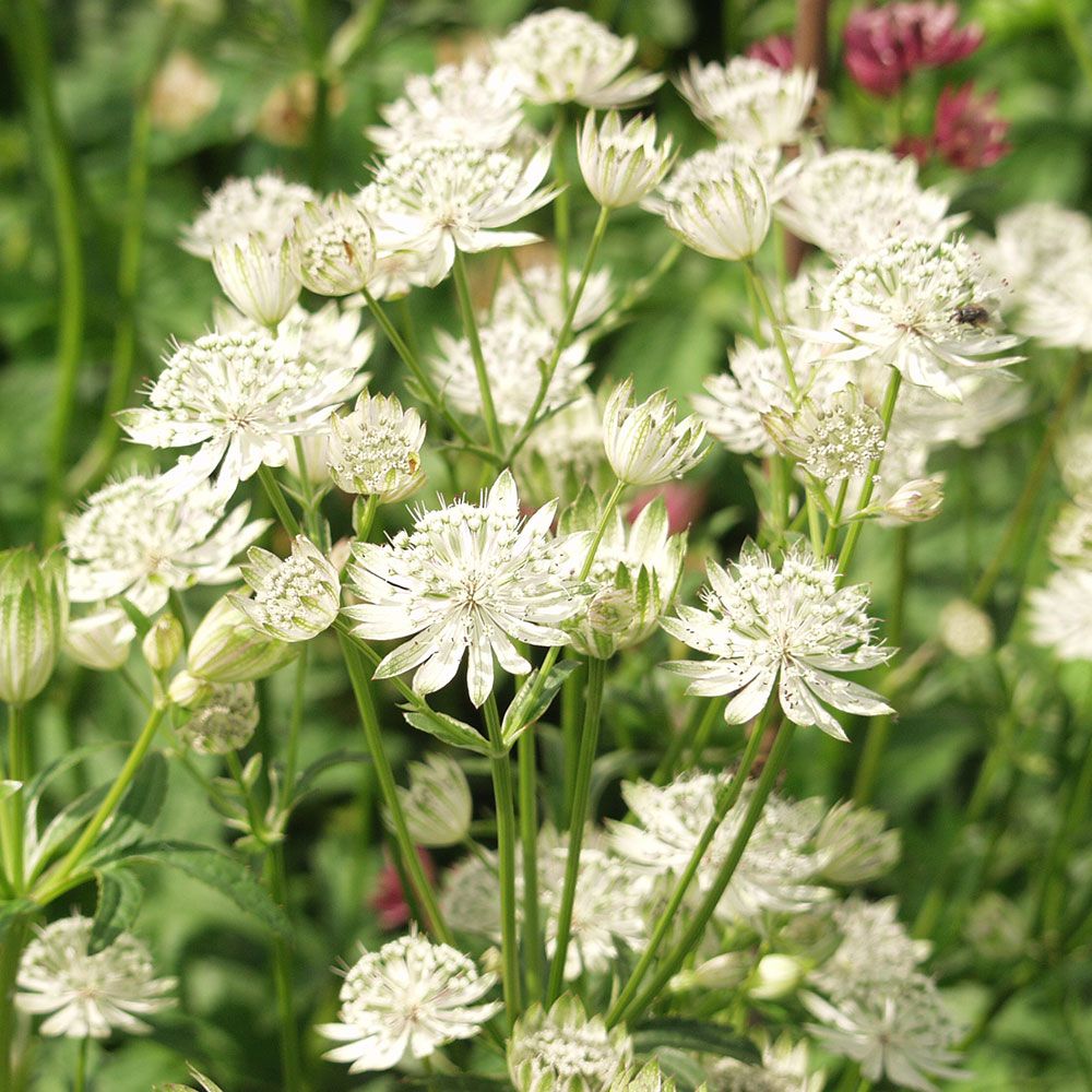 White Astrantia Flower seeds for Planting - Sun Loving, Heirloom & GMO Free Seeds for Home Garden