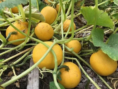 Spaghetti Squash Vegetable Seeds for Easy Planting
