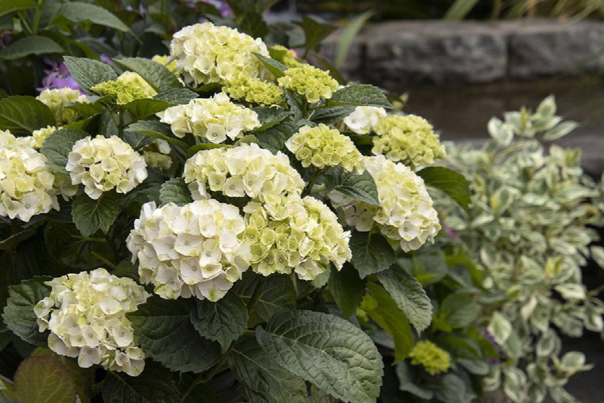 Seaside Serenade Bar Harbor Hydrangea Flower seeds for Planting - Fragrant Blossoms, Heirloom & GMO Free Seeds for Home