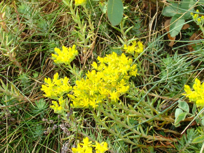 Green Sedum Montanum Flower seeds for Planting - Cottage Garden Essential, Heirloom & GMO Free Seeds for Home Garden