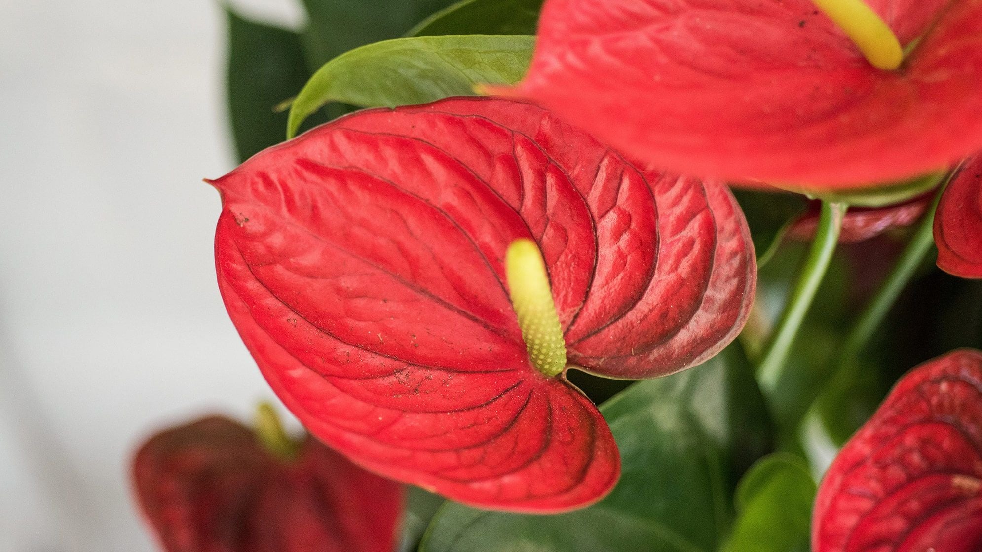 Red Anthurium Flower seeds for Planting - Vibrant Colors, Heirloom & GMO Free Seeds for Home Garden