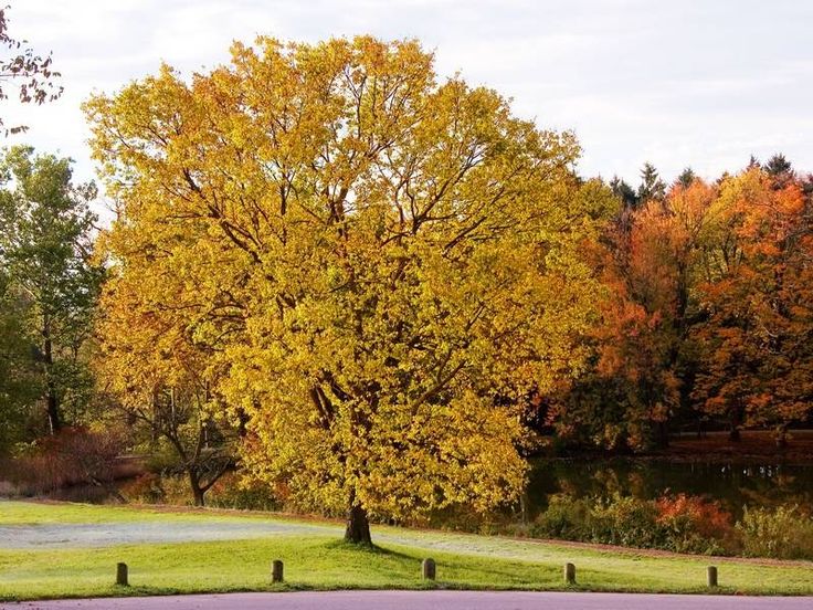 Yellow Platanus Occidentalis Tree Seeds Planting Shade Plant Seeds
