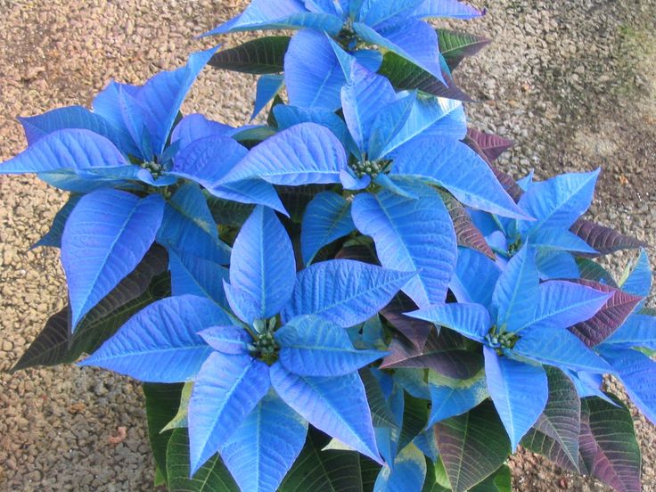 Blue Poinsettia Flower Seeds for Planting Drought Tolerant Heirloom & GMO Free Seeds for Home Garden
 
 Sale