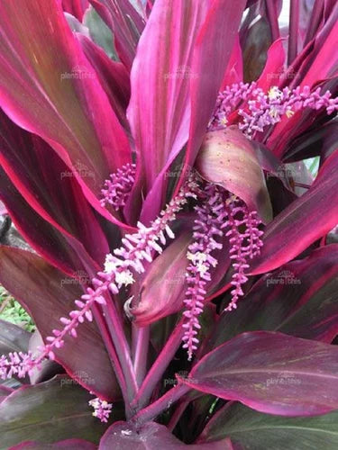 Cordyline Flower seeds for Planting - Easy to Grow, Heirloom & GMO Free Seeds for Home Garden