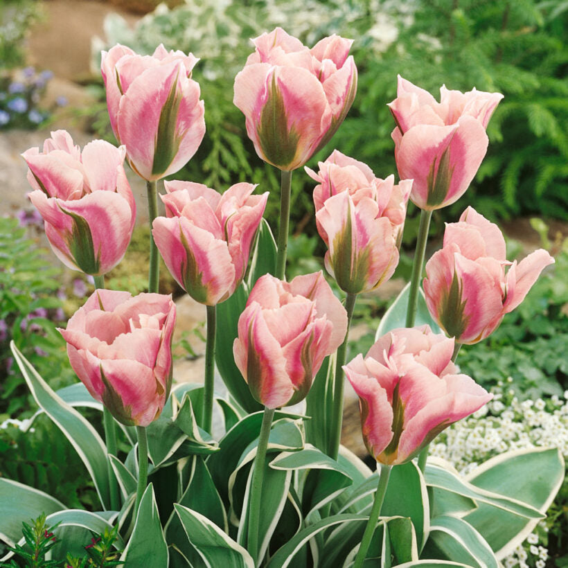 Green Pink Tulip Flower seeds for Planting - Wildflower Mix, Heirloom & GMO Free Seeds for Home Garden