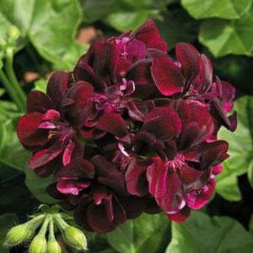 Maroon Red Geranium Flower Seeds for Planting Garden Favorite Heirloom & GMO Free Seeds for Home Garden
 
 Sale