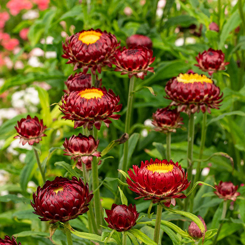 StrawFlower seeds for Planting Garden Favorite Heirloom & GMO Free Seeds for Home Garden