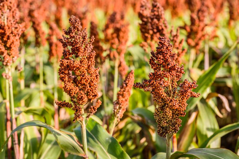 Red Sorghum Vegetable Seeds for Planting