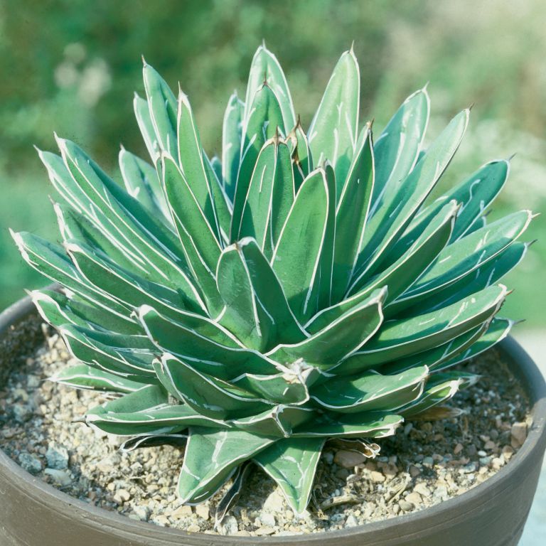 Agave Victoriae Flower seeds for Planting Compact Growth Heirloom & GMO Free Seeds for Home Garden