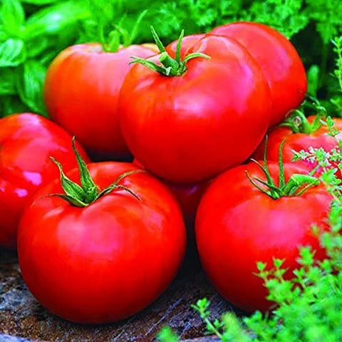 Cosmonaut Volkov Heirloom Tomato Seeds for Spring Planting | Flavorful, Early Harvest