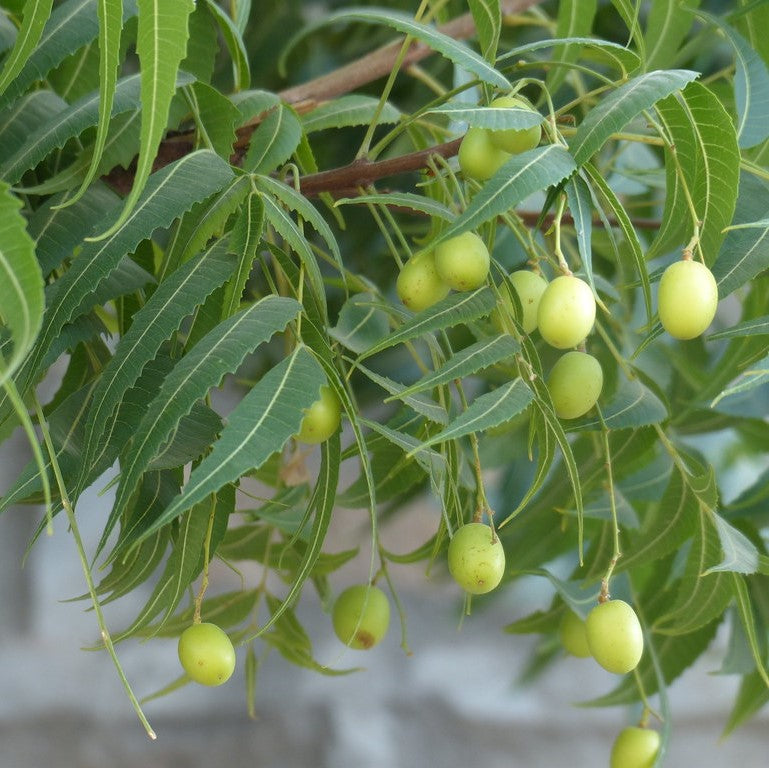 Azadirachta Indica Tree Seeds for Planting