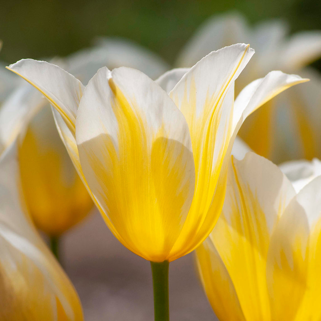 Yellow White Tulip Flower seeds for Planting - Shade Tolerant, Heirloom & GMO Free Seeds for Home Garden