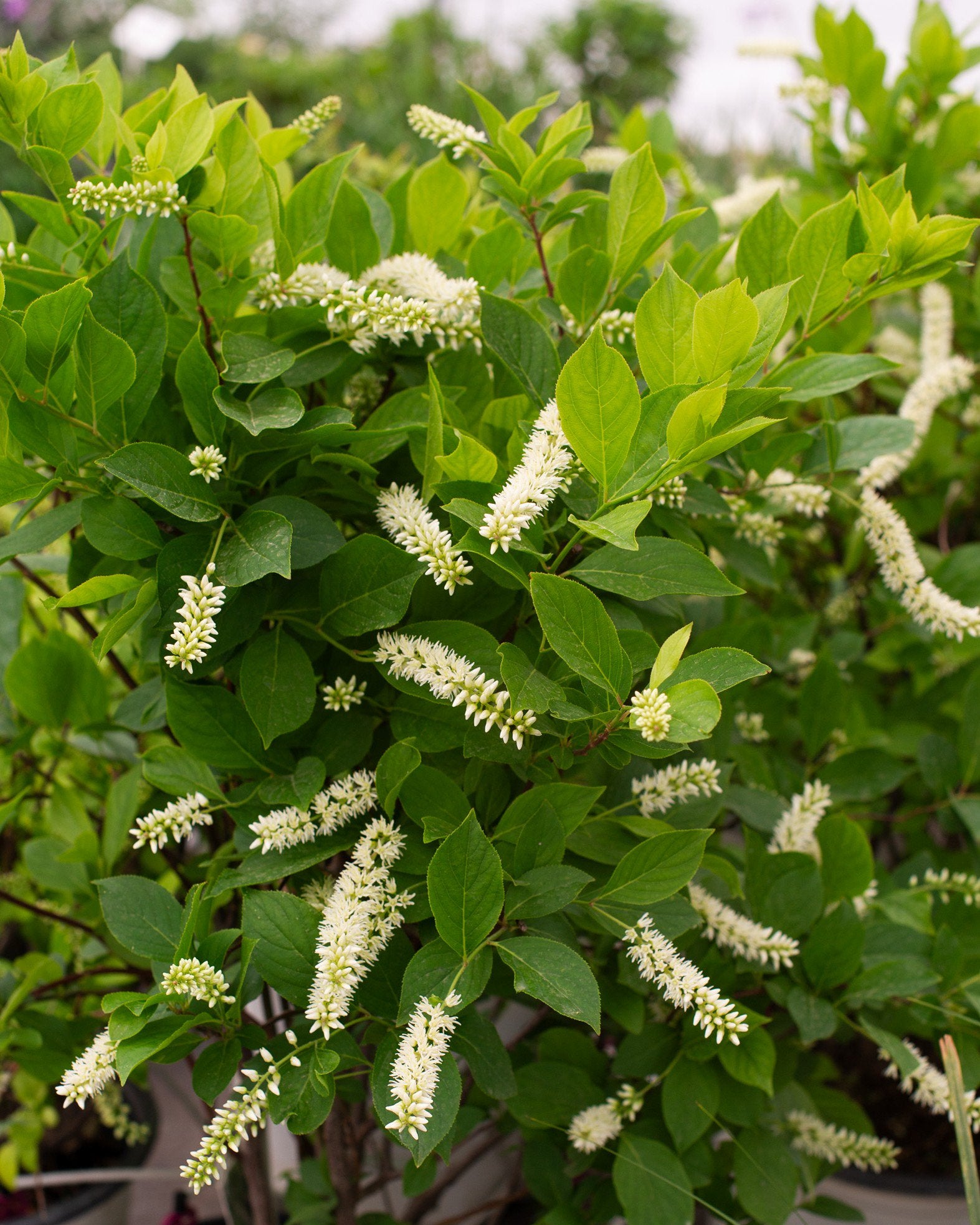 White Sweetspire Flower seeds for Planting - Sun Loving, Heirloom & GMO Free Seeds for Home Garden