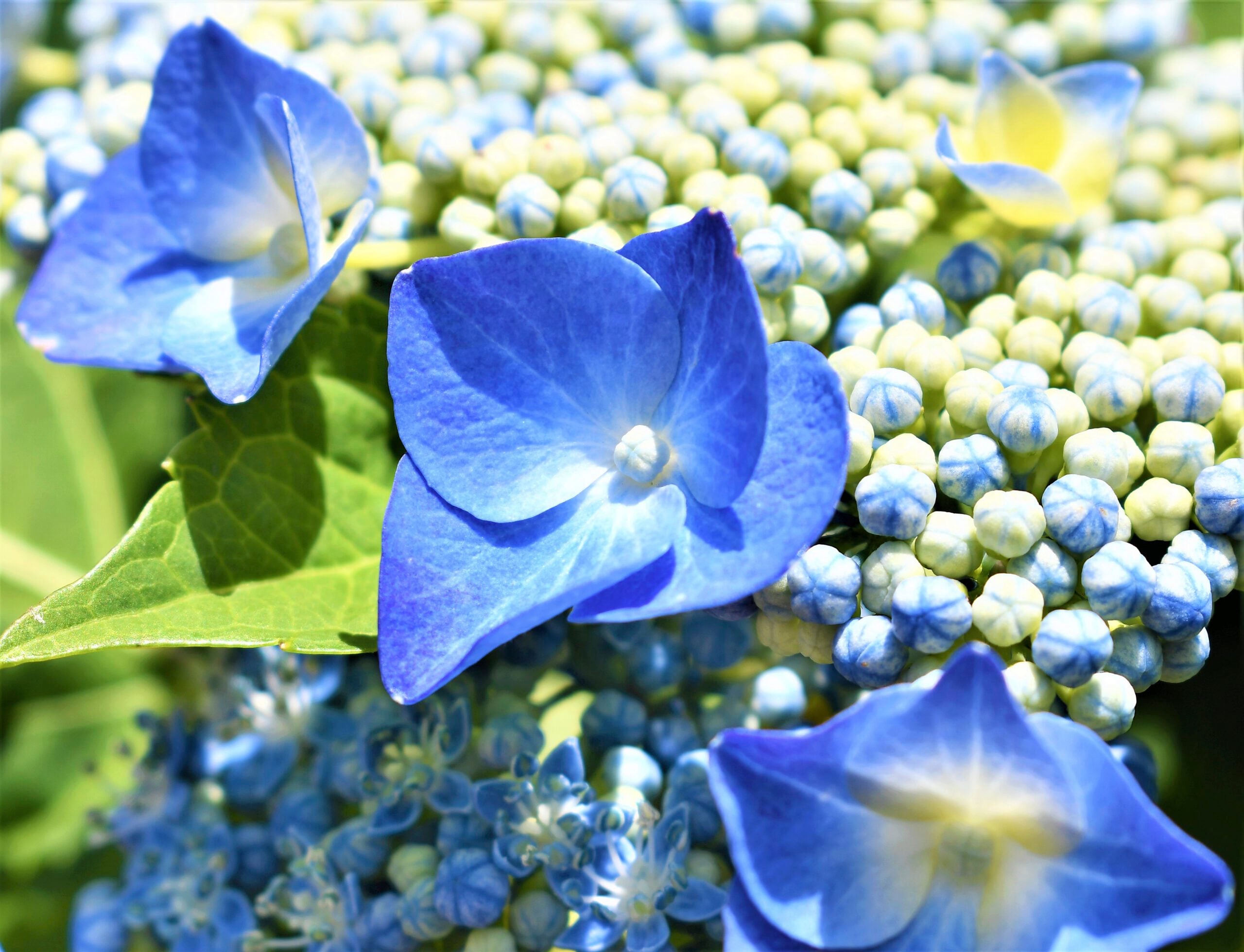 Deep Blue Hydrangea Flower seeds for Planting - Bright Blooms, Heirloom & GMO Free Seeds for Home Garden