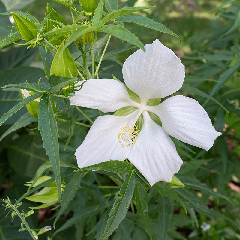 Heirloom Texas Star Hibiscus Flower seeds for Planting Cottage Garden Essential Heirloom & GMO Free Seeds for Home Garden