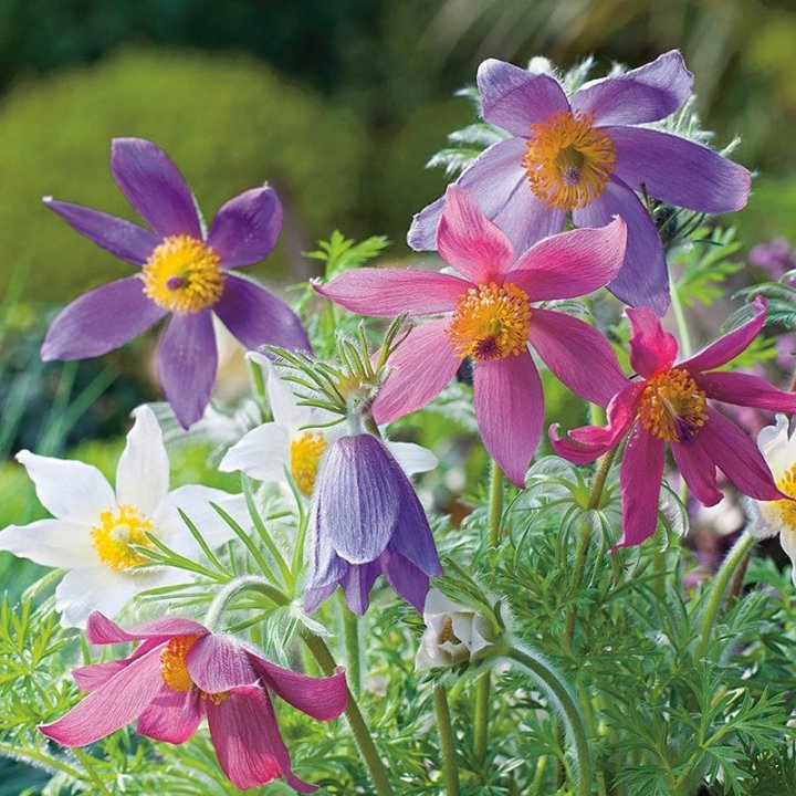 Mix Pulsatilla Pasque Flower seeds for Planting - Fragrant Blossoms, Heirloom & GMO Free Seeds for Home Garden