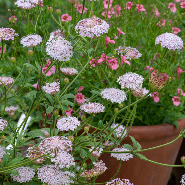 Pink Lace Flower seeds for Planting - Wildflower Mix, Heirloom & GMO Free Seeds for Home Garden