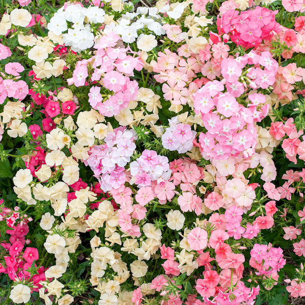 Mixed Drummond Flower seeds for Planting - Sun Loving, Heirloom & GMO Free Seeds for Home Garden