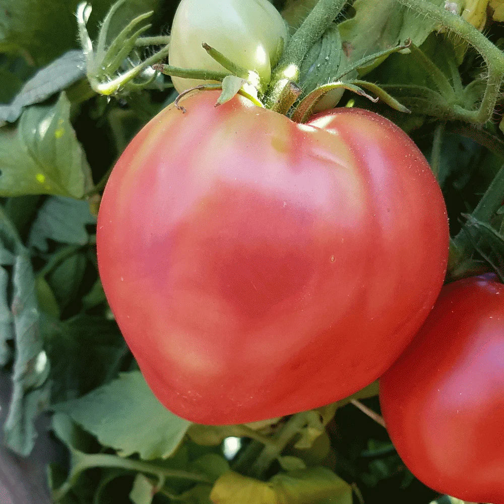 Pink Oxheart Tomato Seeds for Planting
