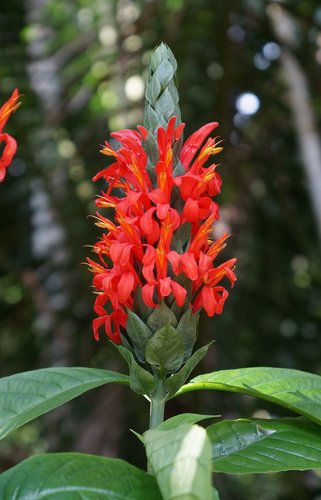 Red Pachystachys Flower seeds for Planting - Perfect for Borders, Heirloom & GMO Free Seeds for Home Garden