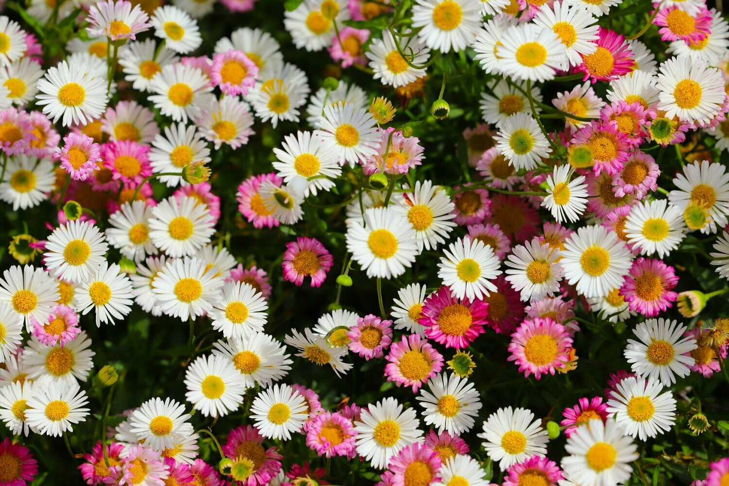 Mixed Karvinskianus Profusion Flower seeds for Planting - Perfect for Borders, Heirloom & GMO Free Seeds for Home Garden