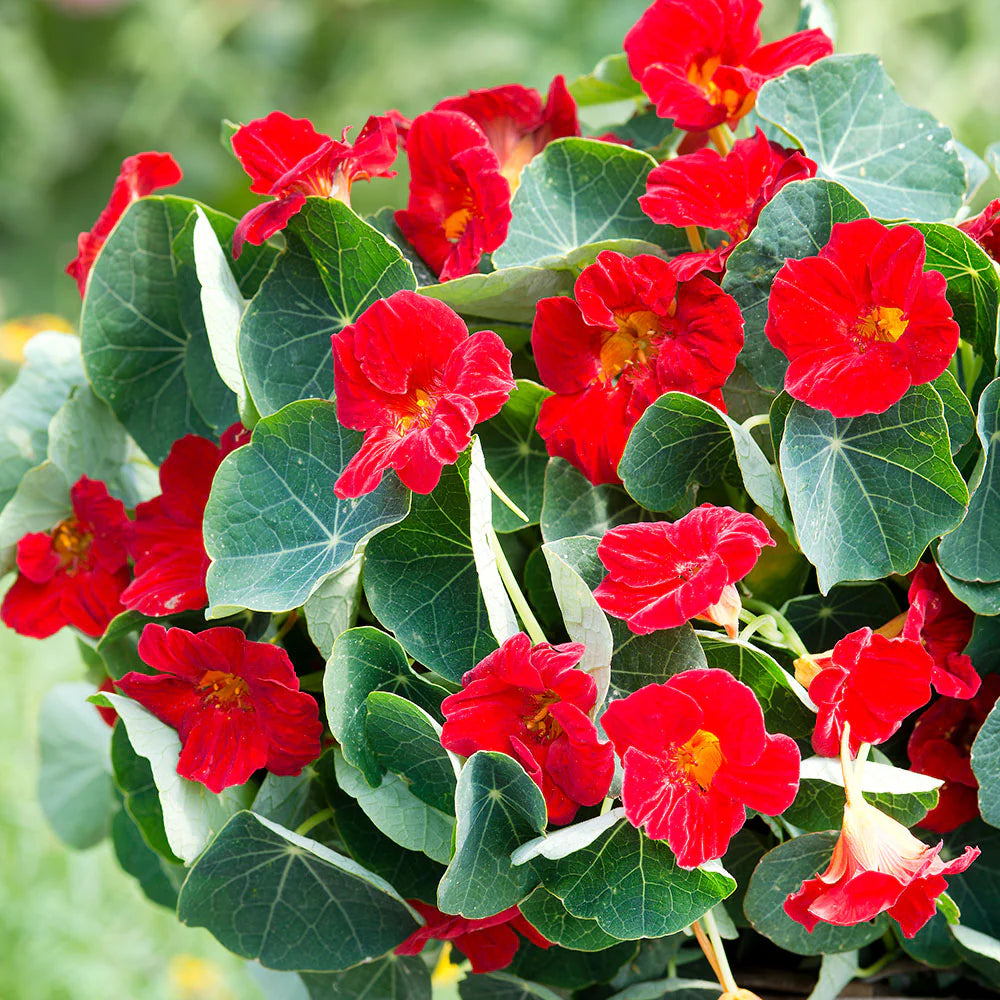 Red Nasturtium Flower seeds for Planting - Wildflower Mix, Heirloom & GMO Free Seeds for Home Garden