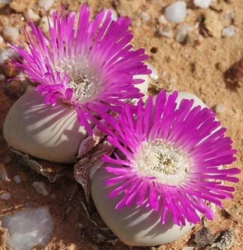 Pink Argyroderma Flower seeds for Planting - Garden Favorite, Heirloom & GMO Free Seeds for Home Garden