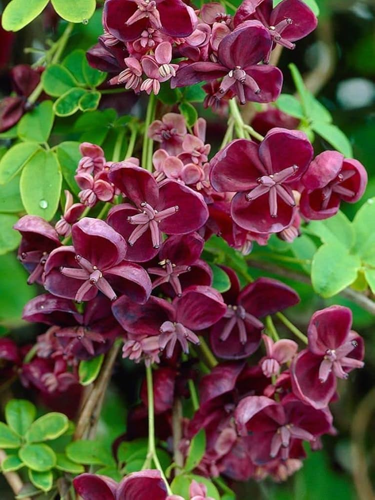 Akebia Quinata Flower Seeds For Planting - Unique Variety