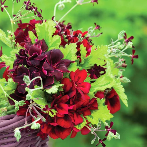 Maroon Univalve Geranium Flower seeds for Planting - Drought Tolerant, Heirloom & GMO Free Seeds for Home Garden